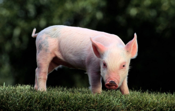 Importancia de consumir la carne de chancho en nuestra dieta