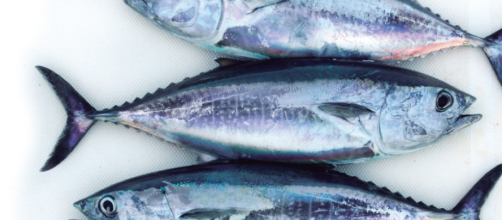 Pescados azules.