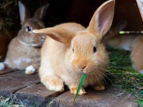 La carne de conejo es ideal en la salud de las personas