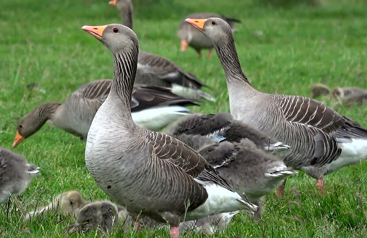 La carne de ganso y sus beneficios en la salud