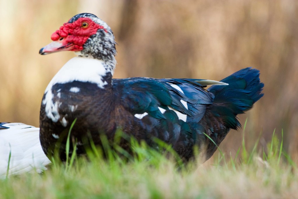 La carne de pato y su importancia en la salud