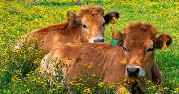 La carne de ternera es fuente de nutrientes en las personas