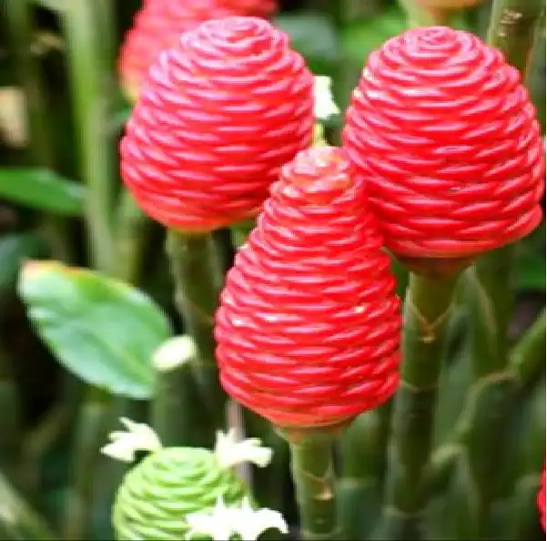 Beneficios del jengibre champú (Zingiber zerumbet) para el cabello